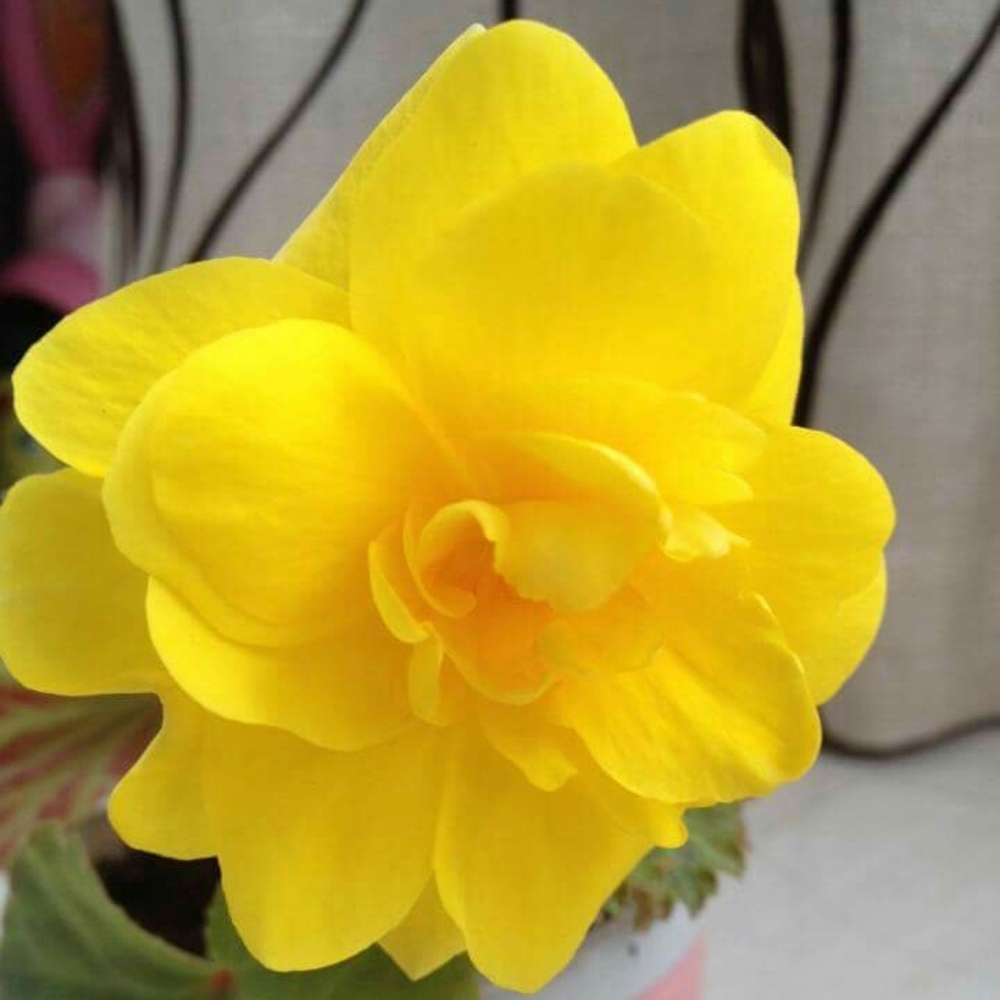 Meet your Posher, Kani